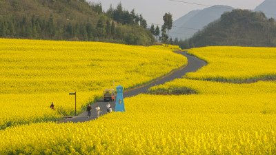 云南罗平油菜花花海