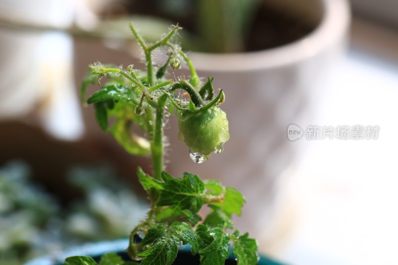 盆栽小番茄植株特写