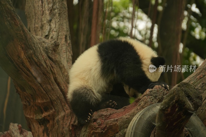 大熊猫幼崽慵懒地趴在树干上休息