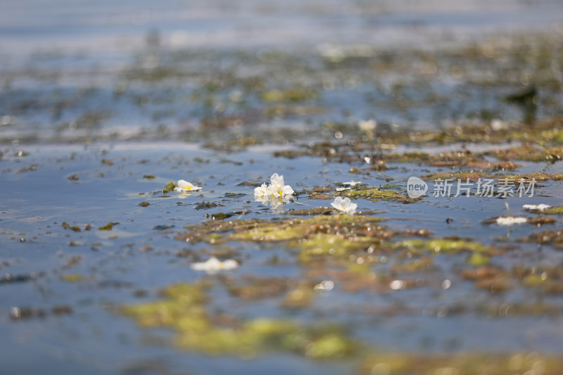 中国云南大理洱海里的水性杨花