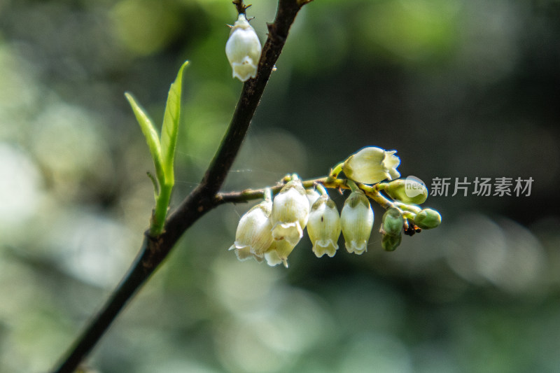 微距拍摄的春季植物特写