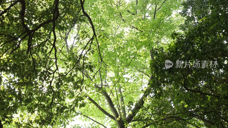 仰视视角绿树繁茂景象