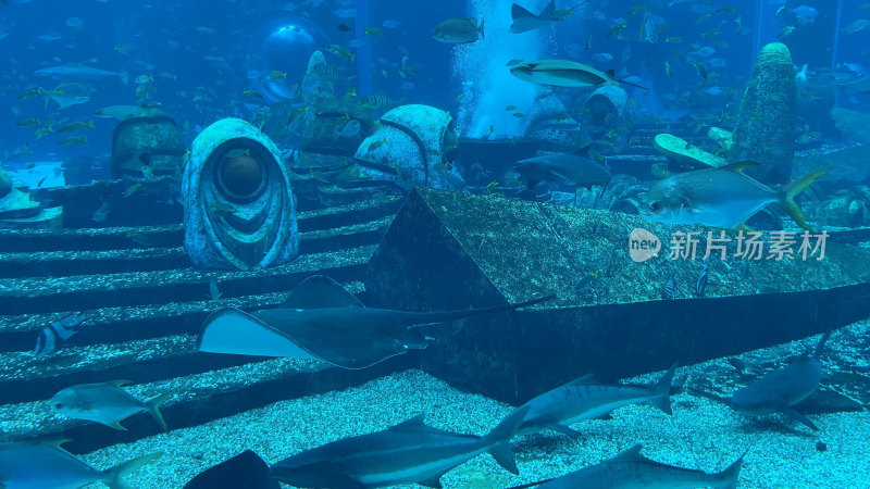 海南三亚亚特兰蒂斯失落的空间水族馆