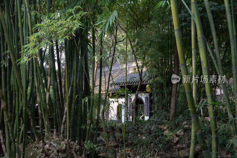 四川眉山三苏祠掩映在竹林中的庭院