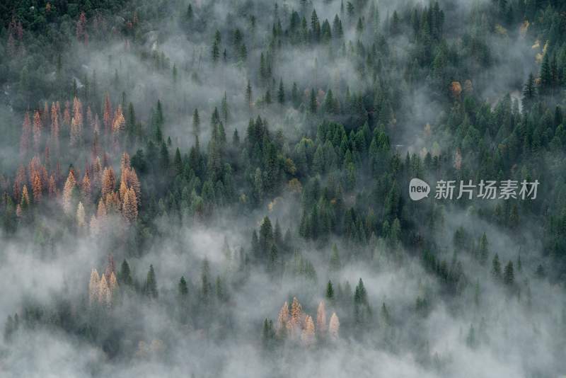 大自然森林树木旅行徒步野营