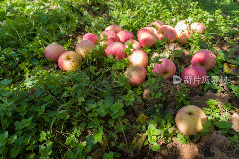 绿草地阳光红苹果农场农村农业丰收水果