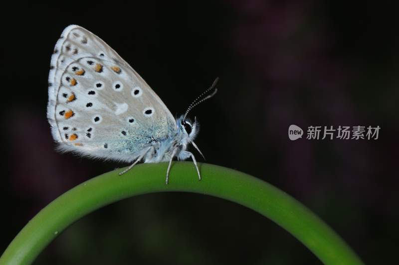 蝴蝶，彩色的昆虫，觅食的蝴蝶