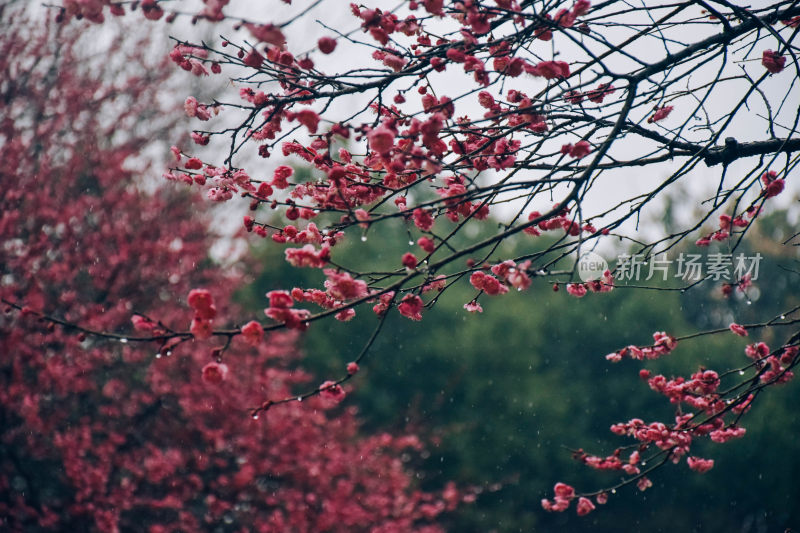 雨中绽放的粉色花枝