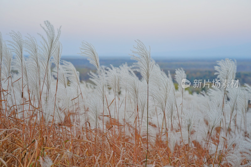 长白山鲁能美景阁，白色芦苇荡