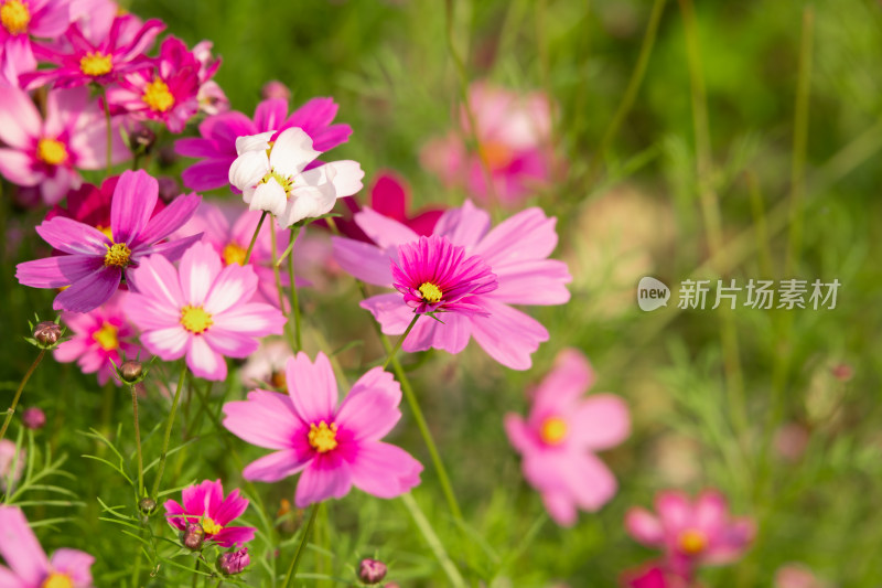 夕阳下的格桑花或波斯菊