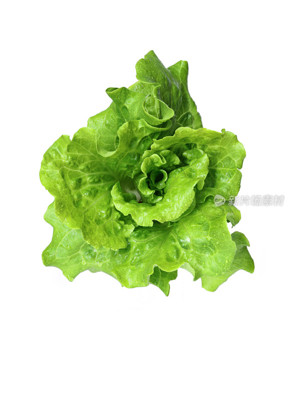 一颗绿色有机蔬菜生菜的白底图