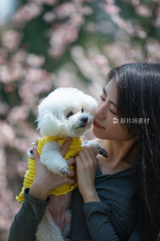 春天公园花丛里的美女与宠物狗比熊犬