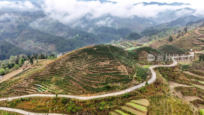 重庆酉阳：青山雾漫别样美