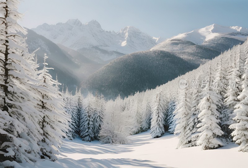 冬季森林白雪覆盖风景