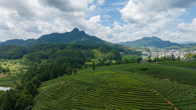 航拍武夷山绿色农田与茶园