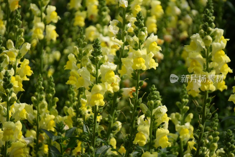 金鱼草花海