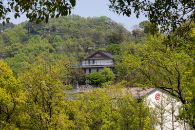 杭州杨梅岭绿意盎然的梯田式茶园