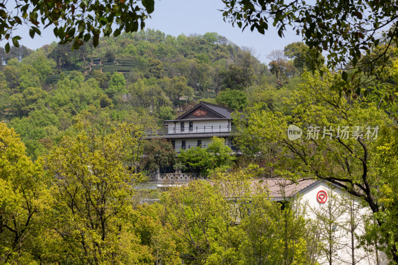 杭州杨梅岭绿意盎然的梯田式茶园