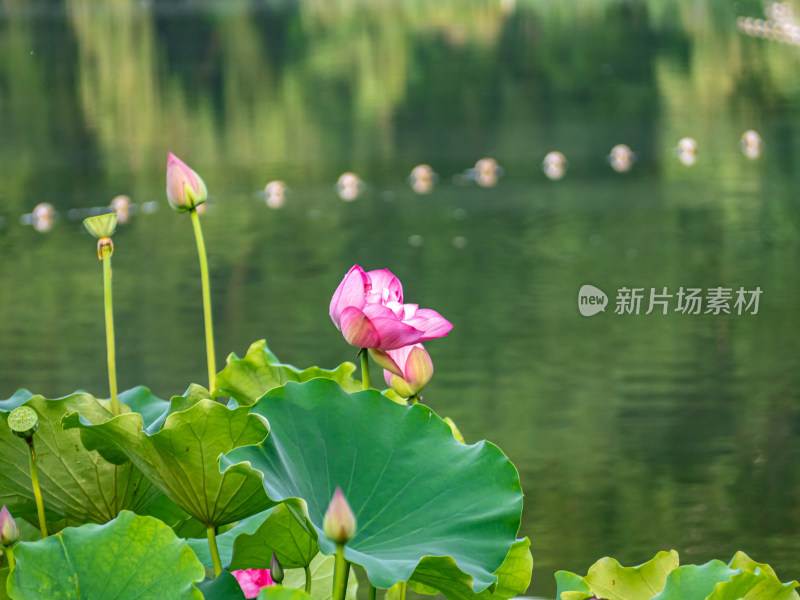 池塘里的荷花