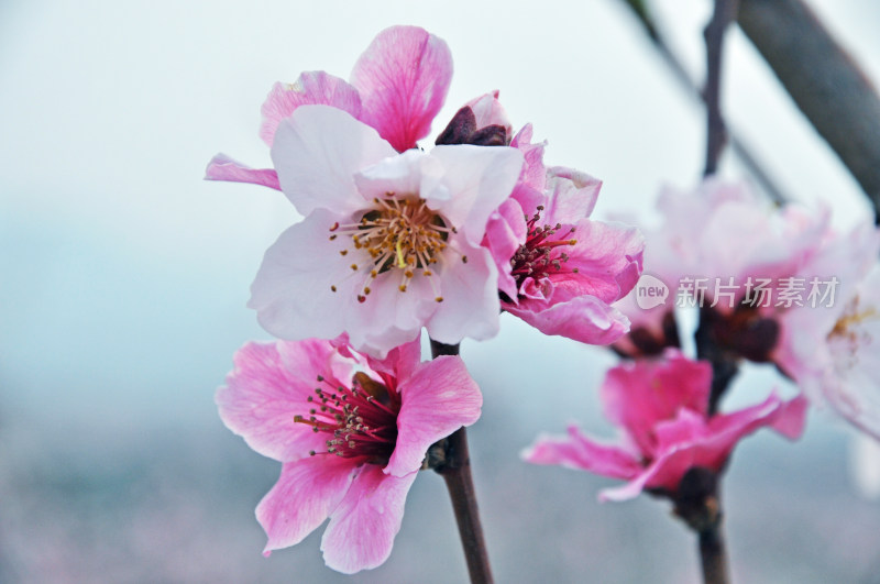 春天里的桃花