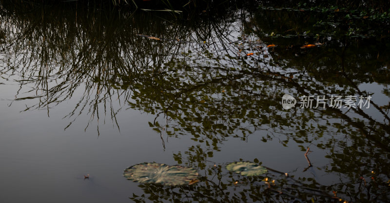 水面植物倒影自然风光