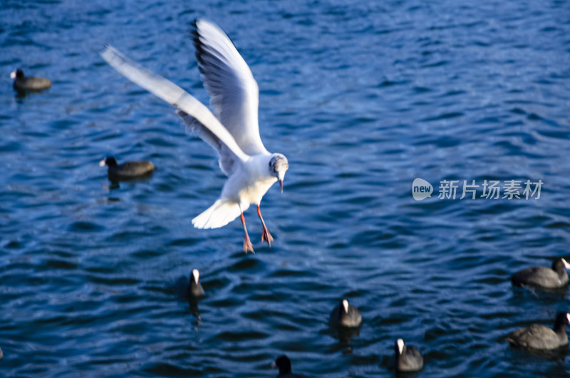 云南丽江泸沽湖海鸥水鸟野生动物