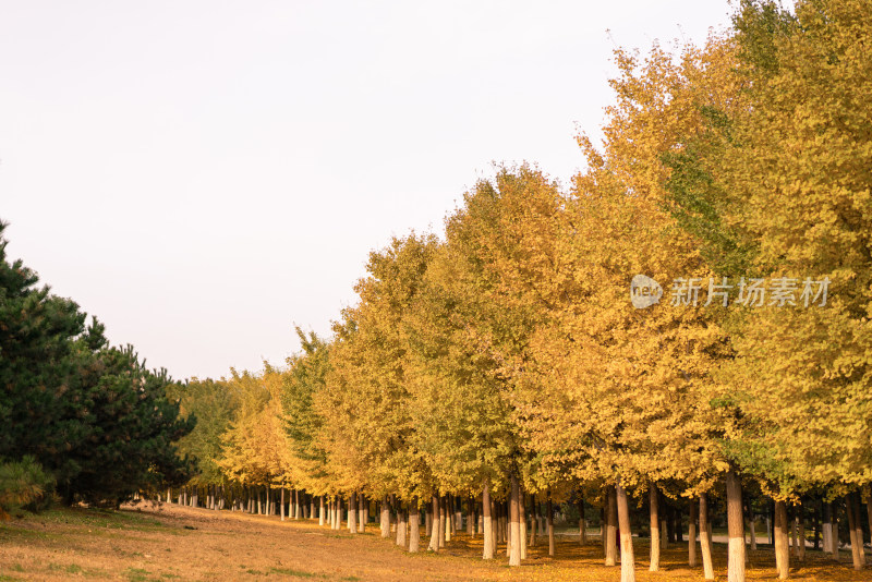 中国北京奥林匹克森林公园银杏树林
