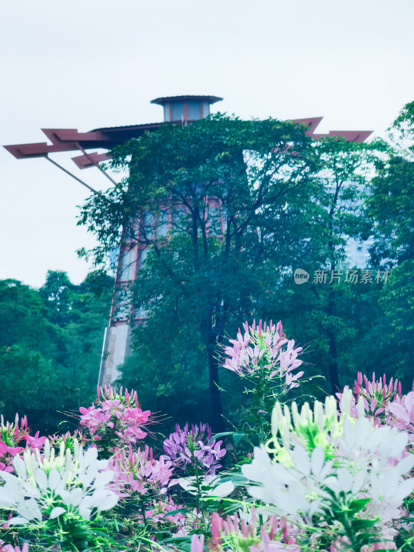 佛山市千灯湖公园醉蝶花花海