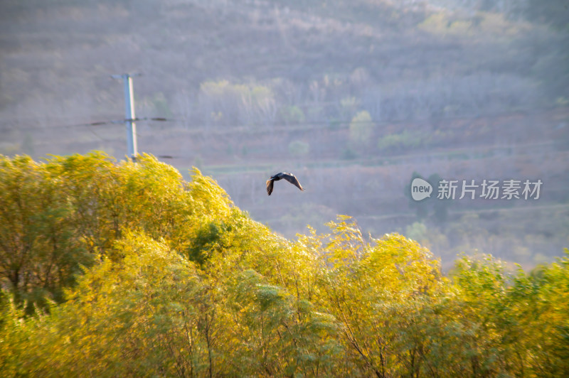 洛阳洛河边湿地里空中飞翔的鱼鹰（鸬鹚）