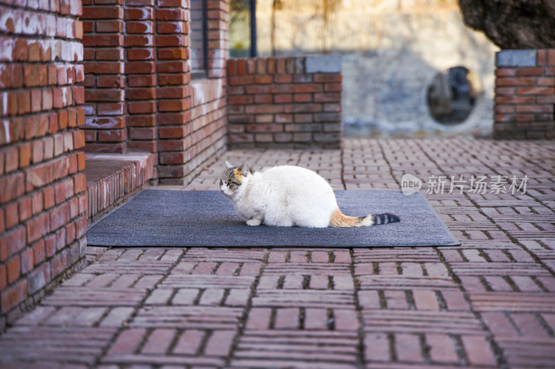 门前入口的猫红砖地面