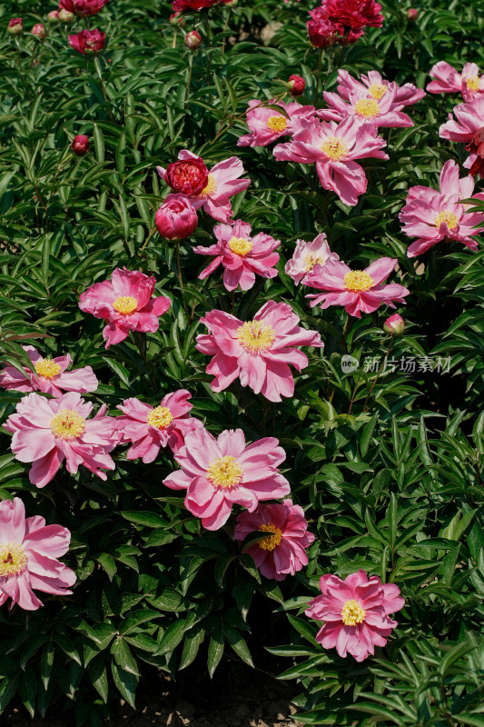 北京国家植物园芍药