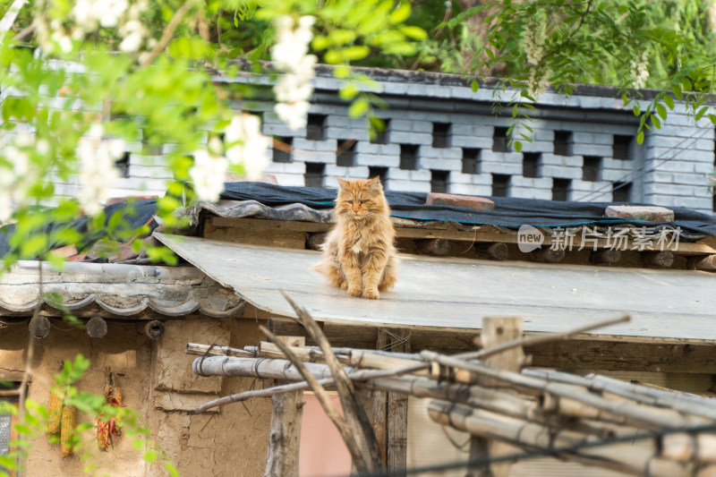 猫坐在屋顶发呆春天夏天