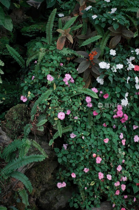 绿植花卉自然景象