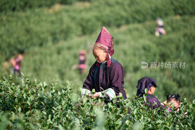 少数民族茶山采茶