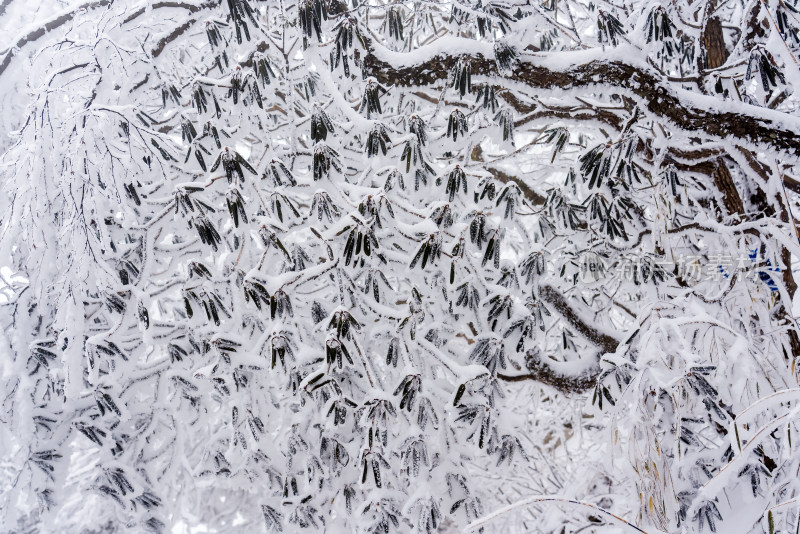 冬季大雪树木雾凇雪挂