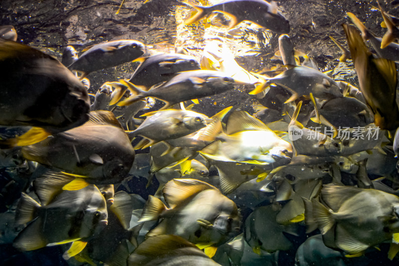 水族馆热带鱼