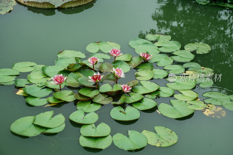 北京国家植物园睡莲