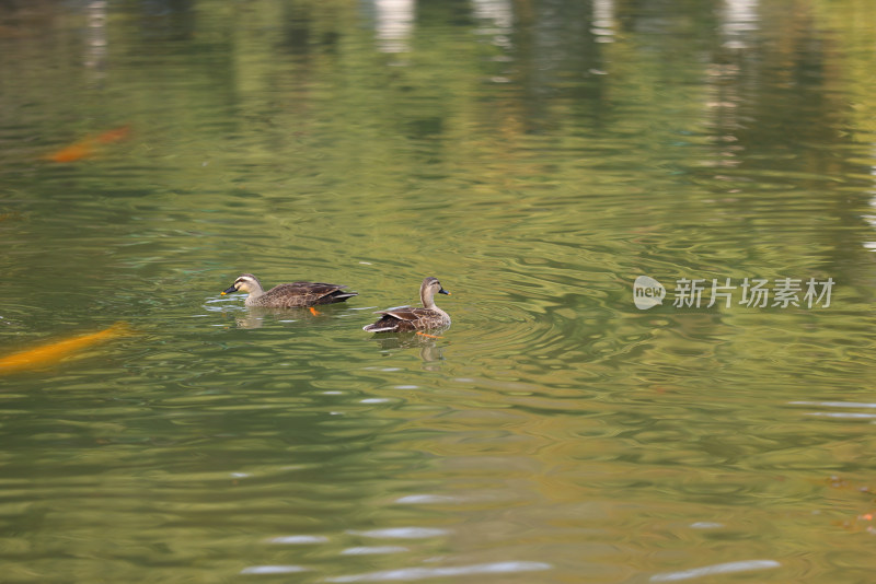 春天湖里的野鸭