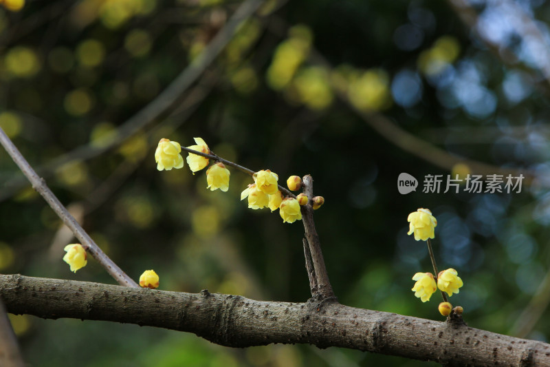 冬天腊月盛开的蜡梅花