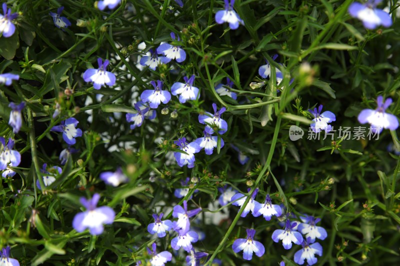 盛开的花朵