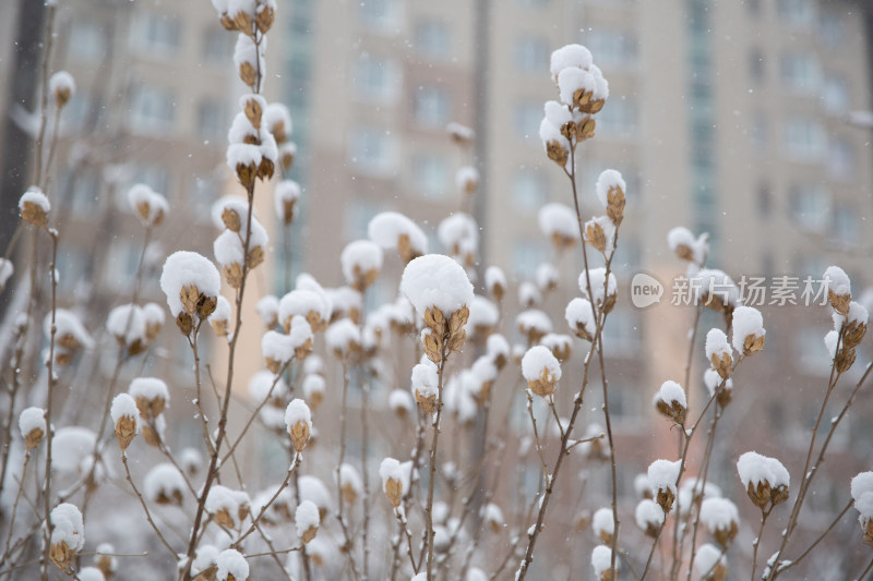 大雪后挂满冰霜的小花