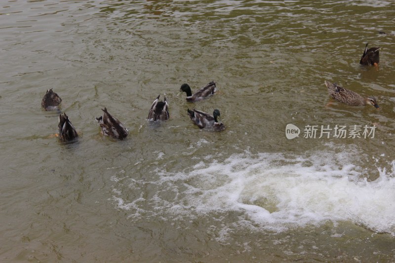 广东东莞：鸭子在湖上游弋