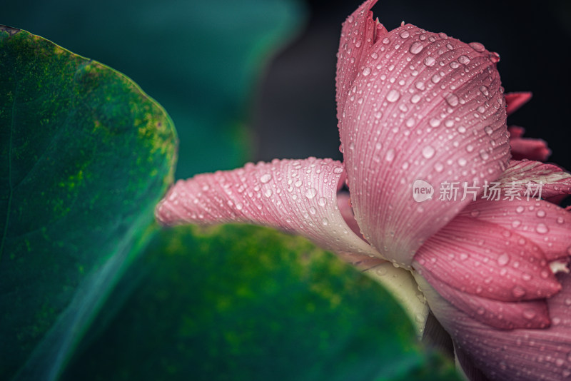 夏天雨后的荷花挂满水珠