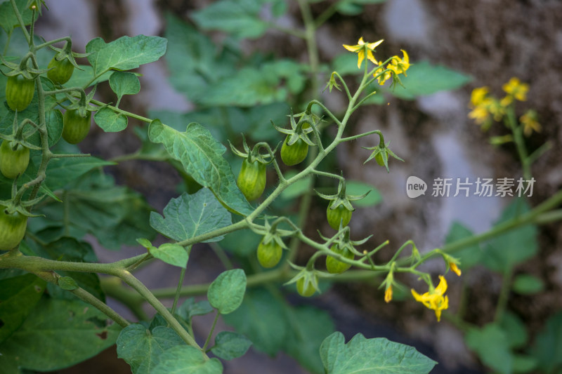 阴天雨后开花结果的西红柿树苗