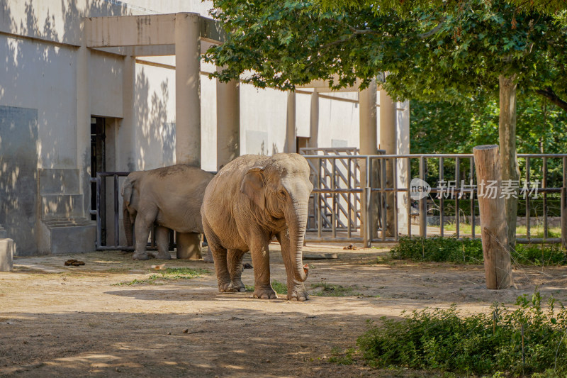 大象在动物园