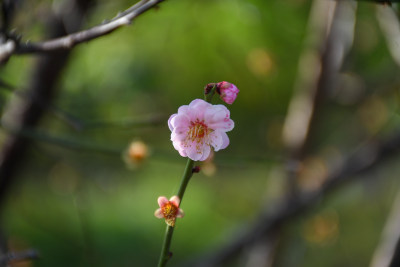 春意盎然的桃花枝