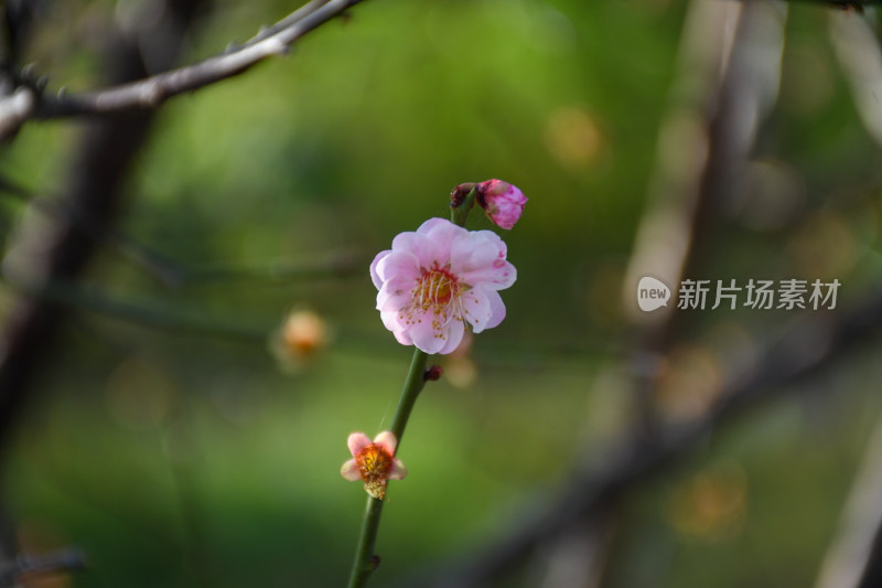 春意盎然的桃花枝