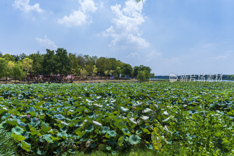 武汉蔡甸汤湖公园生态园林风景