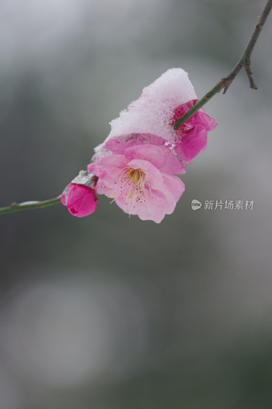 武汉东湖梅园雪中梅花盛开