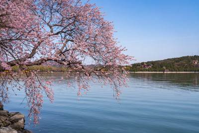 北京颐和园昆明湖桃花